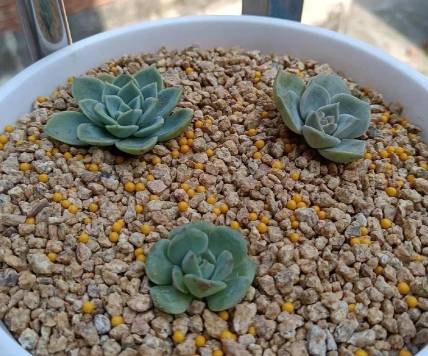 多肉植物燈推薦