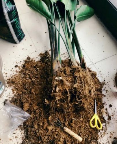 天堂鳥土壤配方