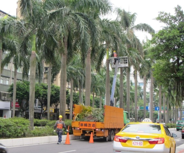 椰子樹修剪時機