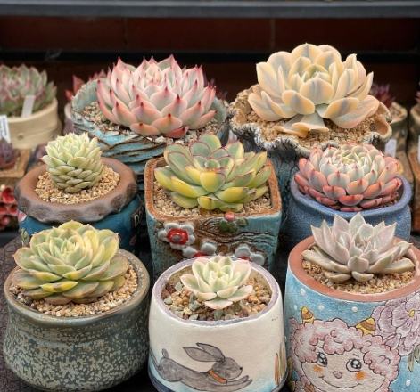 多肉攤開方法 多肉攤開方法