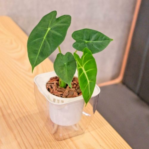 辦公室植物養護 辦公室植物養護