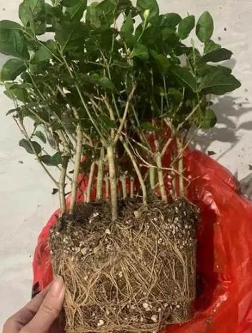 植物繁殖技巧 植物繁殖技巧