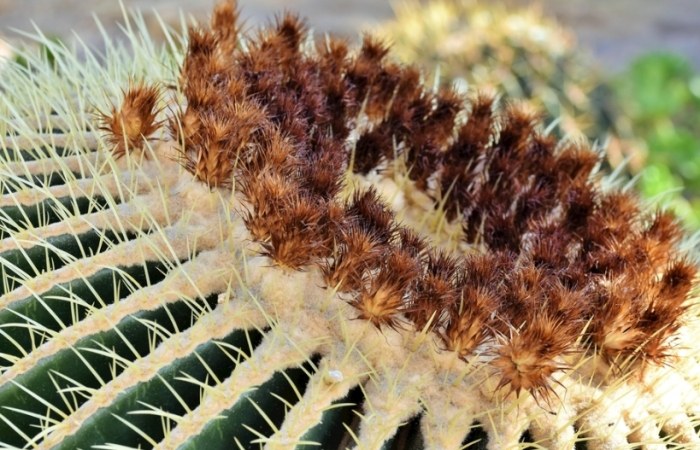 仙人掌黃化原因