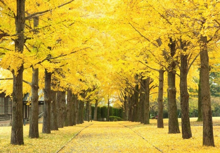 銀杏栽培步驟 銀杏栽培步驟