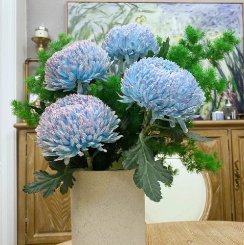 牡丹菊病蟲害防治 牡丹菊病蟲害防治