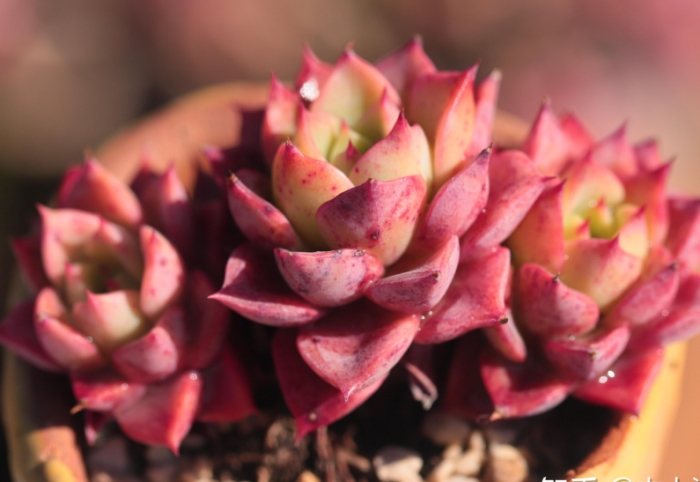 冬天多肉澆水頻率