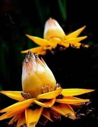 金蓮荷花品種 金蓮荷花品種