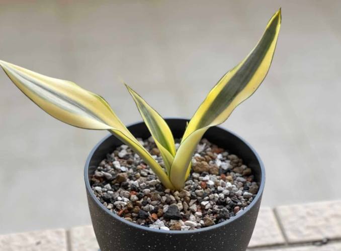 虎尾蘭施肥方法