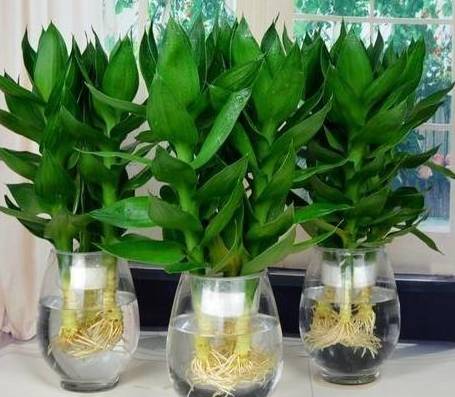 富贵竹养护方法