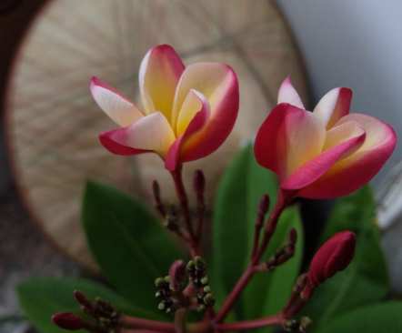 雞蛋花種子處理