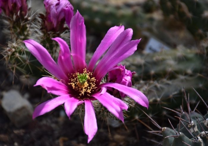 仙人掌栽培 仙人掌栽培