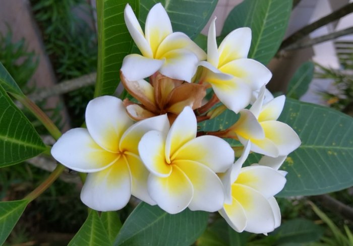 雞蛋花枝條照顧