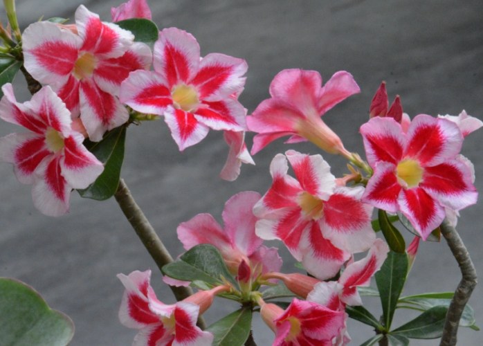 沙漠玫瑰葉子變紅原因