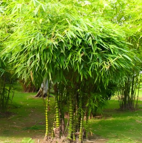 竹子種子發芽方法 竹子種子發芽方法