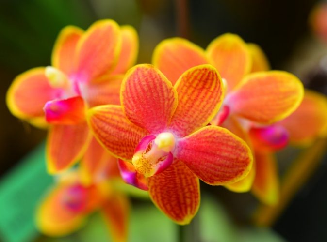 蘭花營養液推薦 蘭花營養液推薦