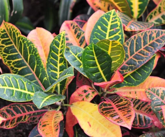 變葉木扦插 變葉木扦插