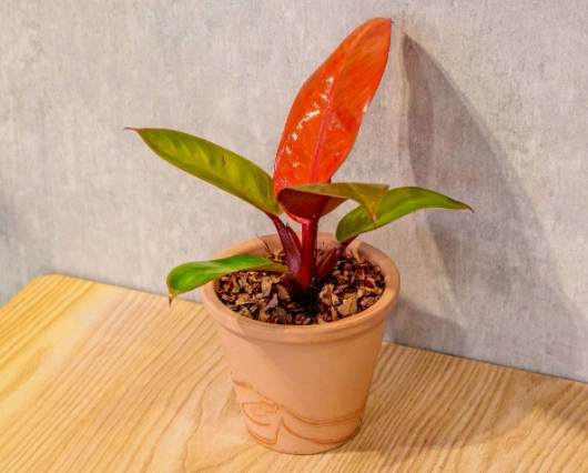 帝王蔓綠絨養護