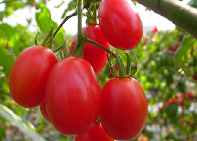 小番茄卡路里 小番茄卡路里