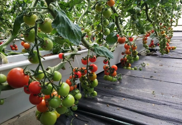 番茄种植距离 番茄种植距离