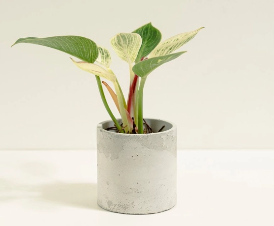 蔓綠絨植物照顧 蔓綠絨植物照顧