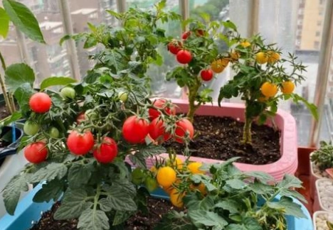 陽台番茄栽培