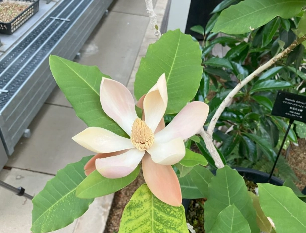 玉蘭花繁殖技巧 玉蘭花繁殖技巧