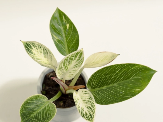 蔓綠絨植物照顧 蔓綠絨植物照顧