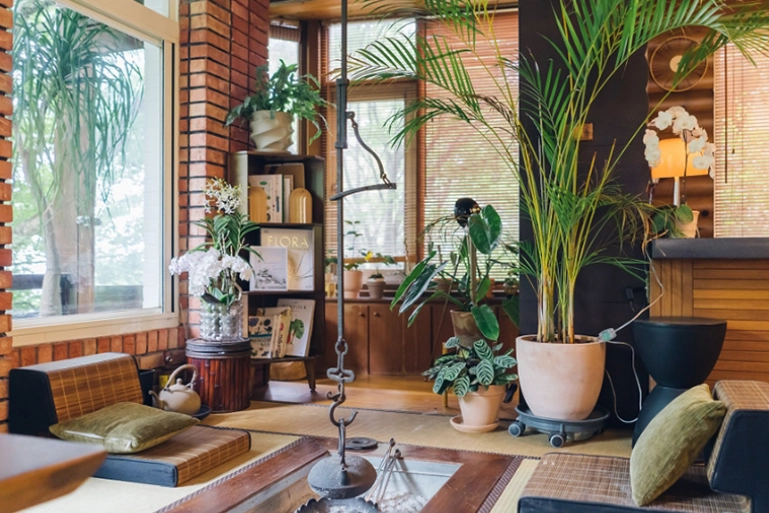 懶人室內植物 懶人室內植物