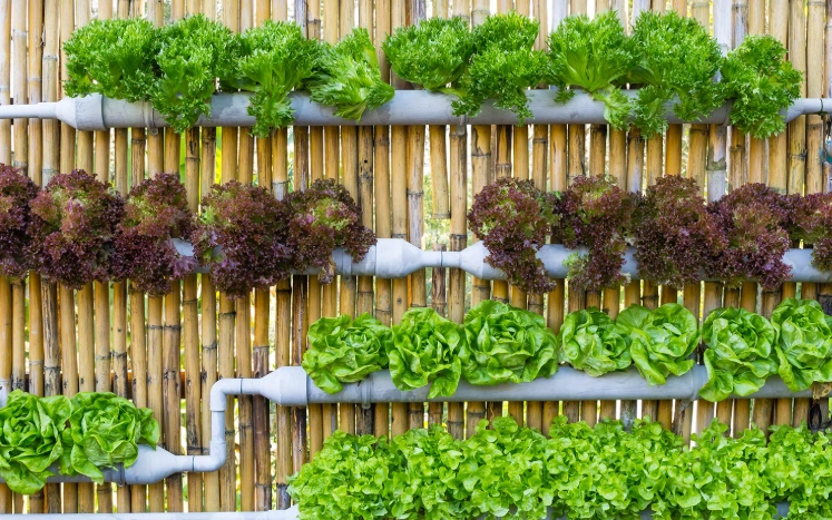 水耕蔬菜推薦 水耕蔬菜推薦