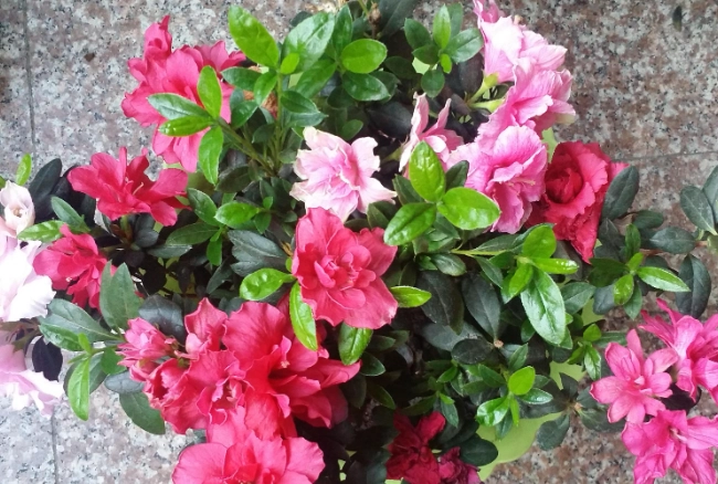 低維護戶外植物 低維護戶外植物