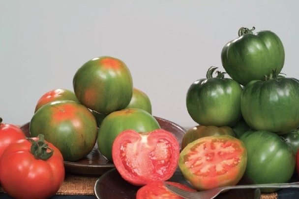 黑柿番茄栽培管理 黑柿番茄栽培管理