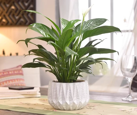 陶瓷盆栽養護方法 陶瓷盆栽養護方法