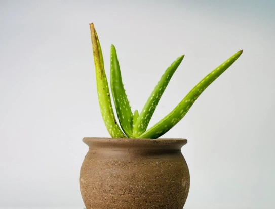 透氣盆栽推薦 透氣盆栽推薦