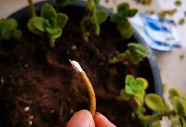 樹木修剪技巧 樹木修剪技巧