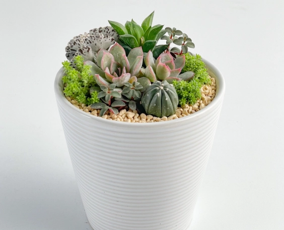 陶盆優缺點比較 陶盆優缺點比較