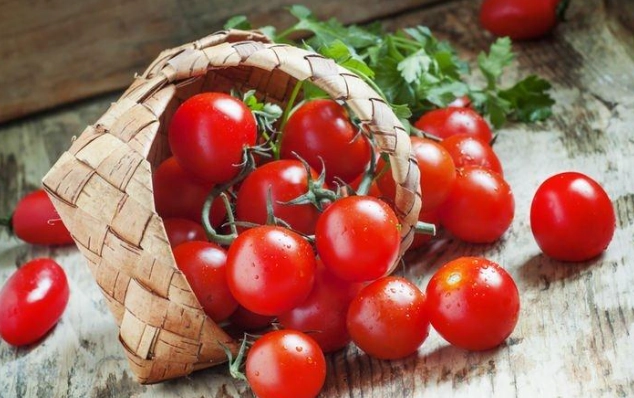 番茄育苗技巧 番茄育苗技巧