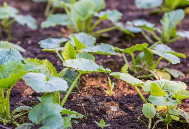 小黄瓜种植方法