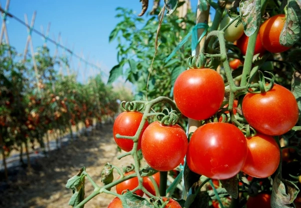 蕃茄種子發芽 蕃茄種子發芽