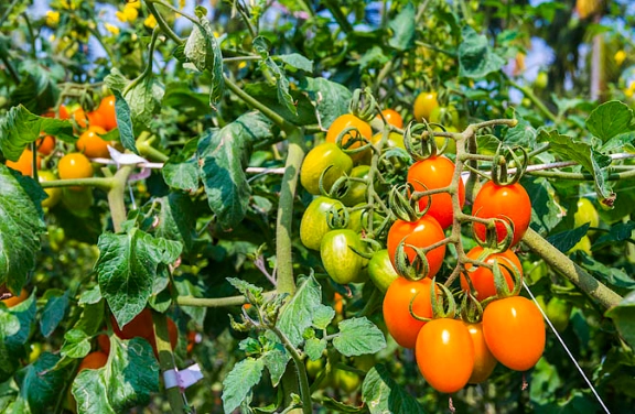 番茄種植時間 番茄種植時間