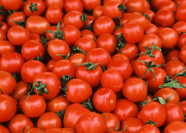 牛番茄最佳種植季節