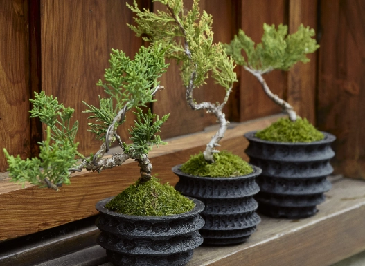 透氣盆栽推薦 透氣盆栽推薦