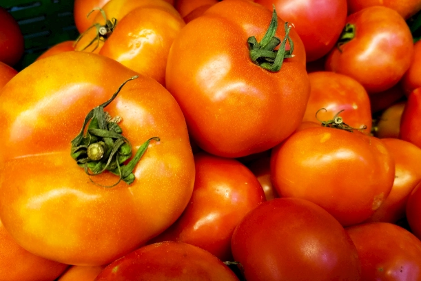 阳台小番茄栽培 阳台小番茄栽培