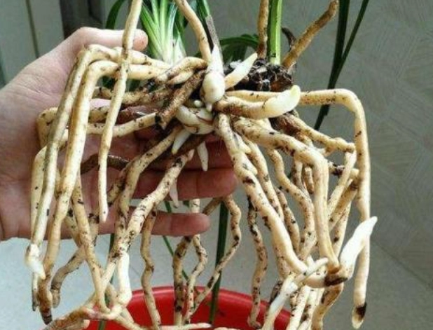 植物養根方法 植物養根方法