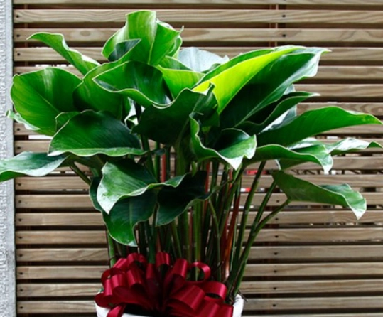 綠鑽植物病害 綠鑽植物病害