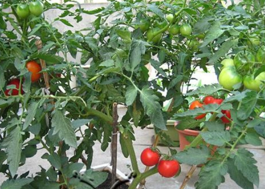 陽台番茄栽培