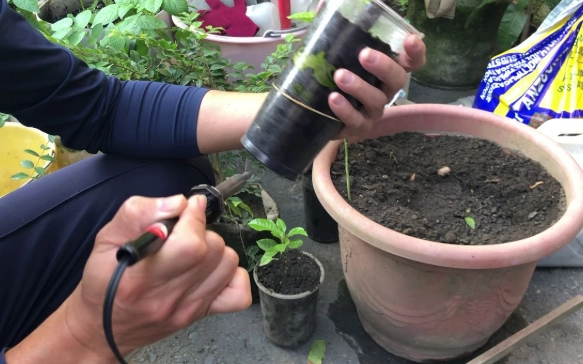 植物生根方法 植物生根方法