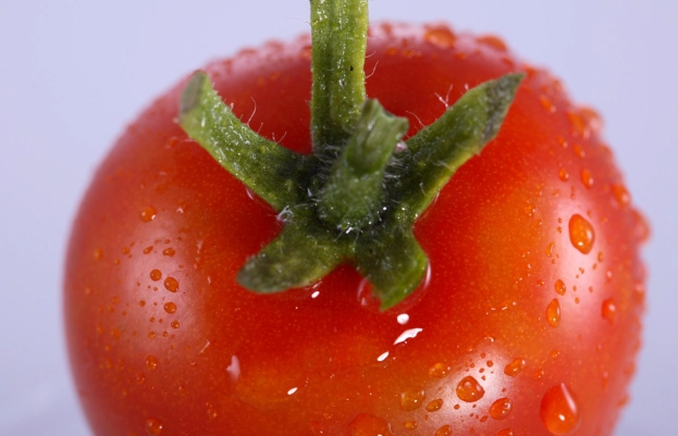 番茄病蟲害防治 番茄病蟲害防治