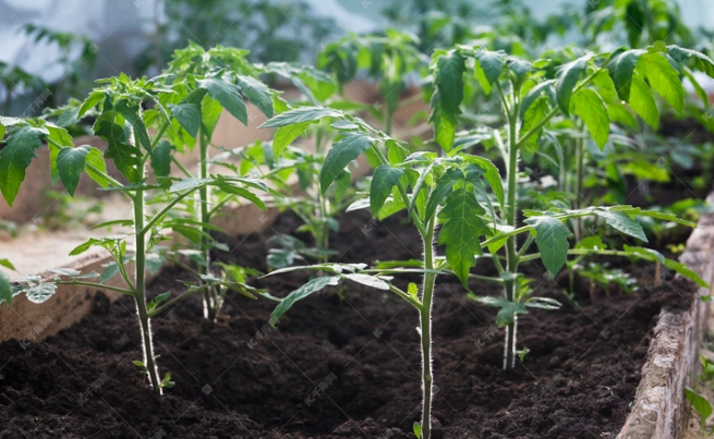 番茄幼苗病虫害 番茄幼苗病虫害