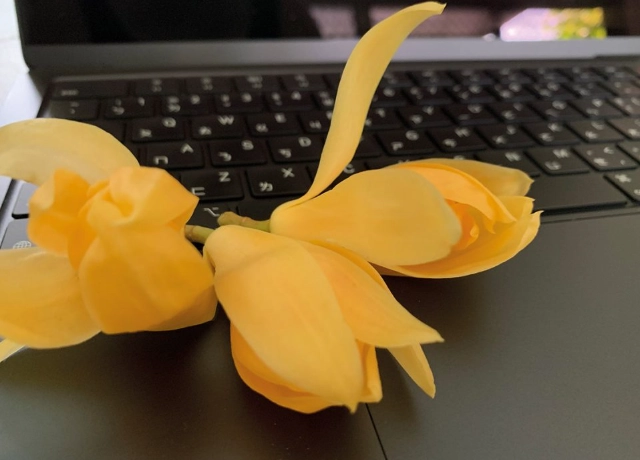 玉蘭花品種 玉蘭花品種