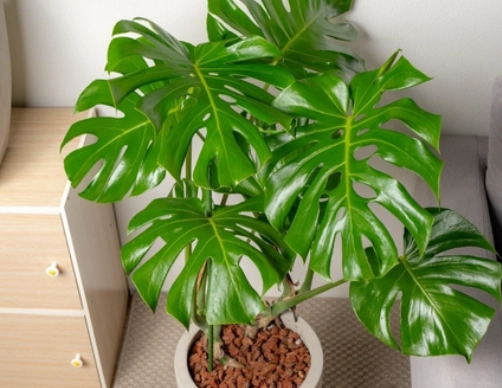 龜背芋節點問題